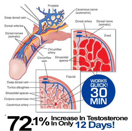 What releases testosterone